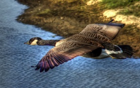 Утка в полете