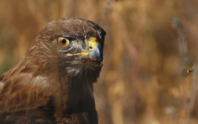 Голова орла