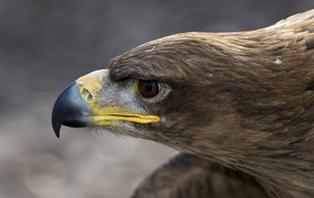 Голова орлана