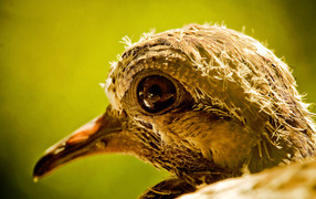 Голова новорожденного птенца