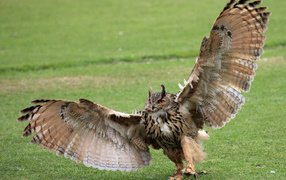 The wingspan of the owls