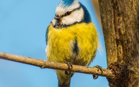 Синица сидит на ветке