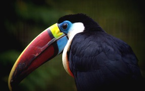 Toucan bird's beak