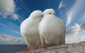 Два белых голубя