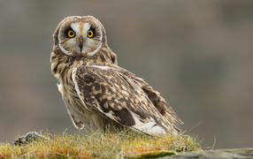 Watchful owl on the grass