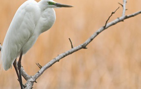 Белая птица