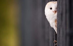 Красивая белая сова