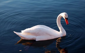 Белый лебедь на озере