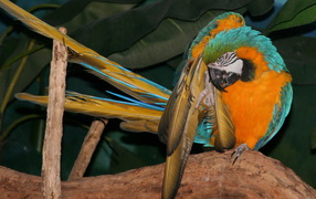 Желто синий попугай