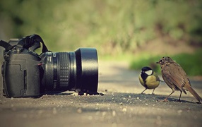 Птицы позируют перед фотокамерой