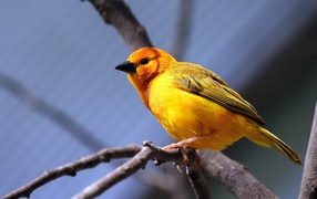 Желтая птица на ветке