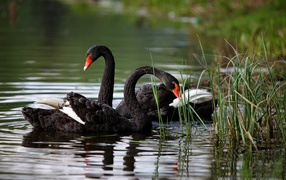 	  Black swans on the lake
