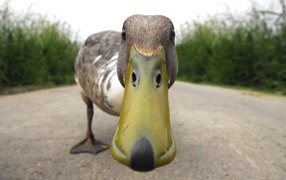 	  Duck nose