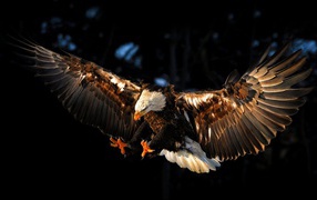 	  Eagle attacks prey