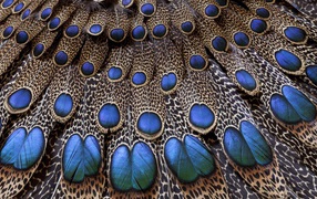 	  Peacock tail