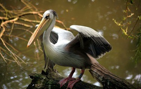 	  Pelican on a log