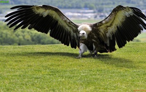 	  Wingspan eagle