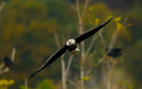 Белоголовый орел