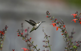 Птица колибри у цветка