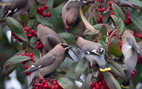 	   Birds eat berries