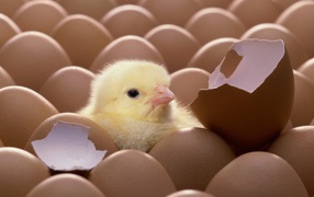 Цыпленок вылупился из яйца