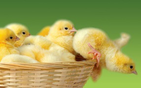 	   Chicken in a basket
