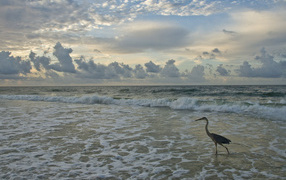 	   Crane walks on the sea