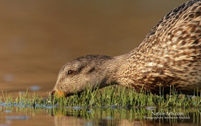 Утка пьет воду