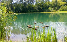 Утки плавают по озеру