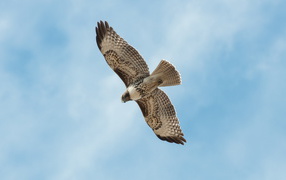 	   Falcon in flight