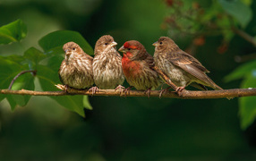 	   Family chaffinches on the branch