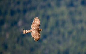 	   Hawk in flight