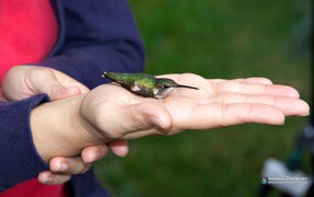 Колибри на ладони