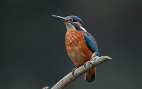 	   Kingfisher sitting on a branch