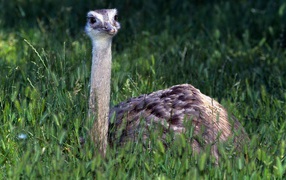 	   Ostrich in the grass