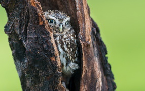 	   Owl in a hollow