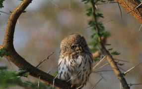 	   Owl on a prickly tree