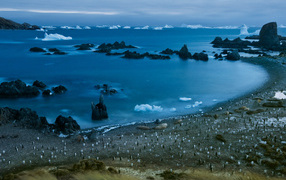 Пингвины на берегу моря