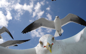 	   Portrait of a Seagull in flight