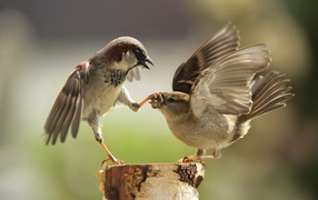 	   Two Sparrow fight