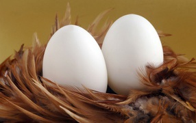 Два яйца в гнезде