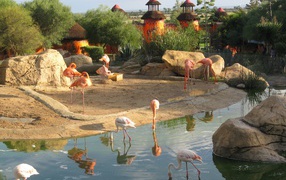  flamingos in the zoo