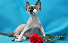 A Rose for Cornish Rex