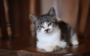 Внимательный взгляд серого кота