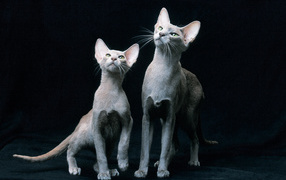 A pair of Oriental Shorthair cats