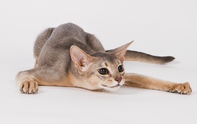 Abyssinian cat on the prowl