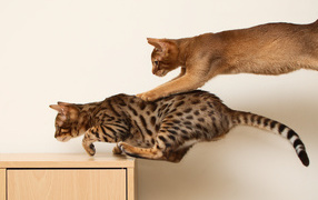 Abyssinian cat playing with Bengali