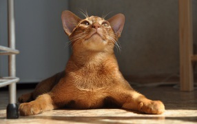 Abyssinian has placed paws
