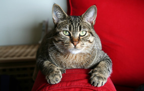 Взрослый кот пиксибоб