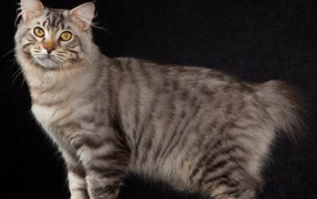 Американский бобтейл на черном фоне